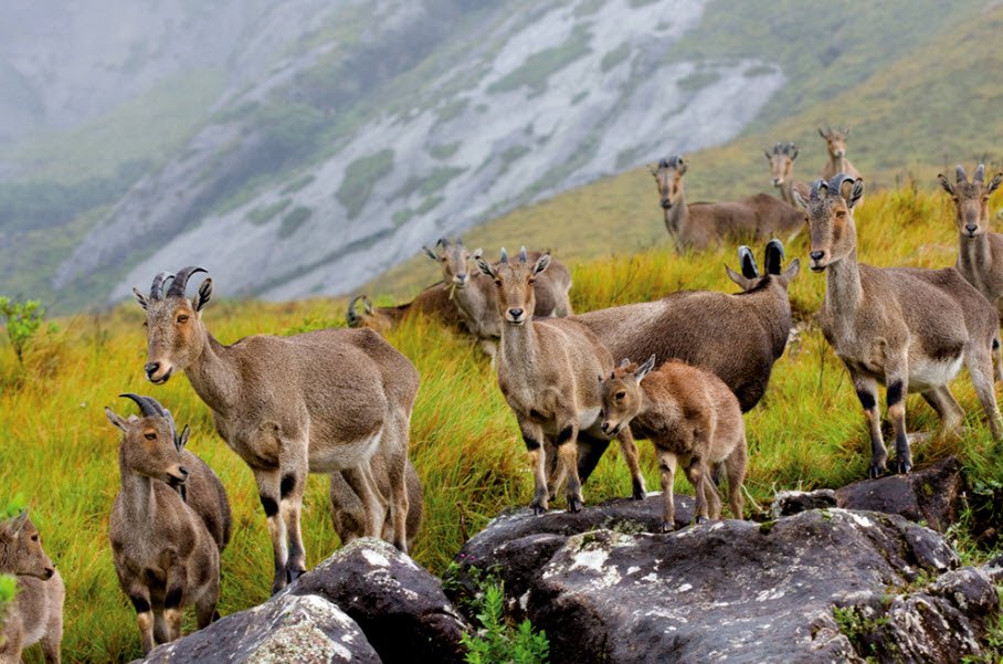 Eravikulam National Park, Idukki, Kerala - Vushii.com